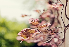 размытость, боке, Веточка, ветка, фокус, листья, природа