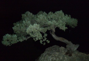 дерево, можжевельник, ночь, таинственность, черный фон, контрастные