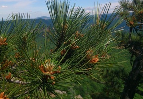 природа, ветка, иголочки, сосна