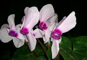 цветы, белые, контрастные, ночь, черный фон