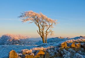 Природа, дерево, иней, снег, зима