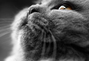 кот, голова, мордочка, взгляд, шерсть, дымчатые