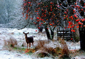 олень, трава, Природа, деревья, длинные ветви, лес, снег