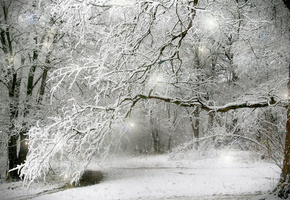 деревья, Зима, снег, лес