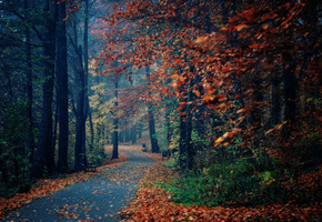 осень, лавки, парк, Природа, листва, деревья