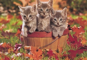 котята, ведро, трава