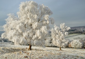 снег, пейзаж, деревья, небо, зима, Природа