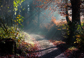 лучи, деревья, свет, утро, Природа, осень