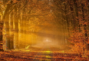 пейзаж, Дорога, деревья, осень