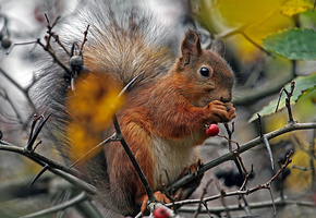 веточки, белка, рыжая, зима, зверек