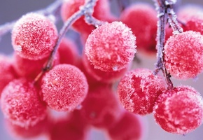 ягоды, фрукты, изморозь, иней, мороз, вишня, сезон