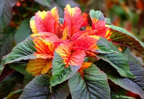бегония, листья, розовые, яркие