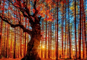 осень, лес, дерево, солнечно, яркие