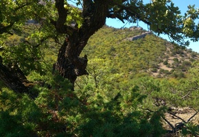 лето, горы, дерево, дуб, можжевельник, листва, зелень