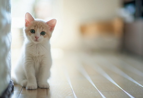 комната, котёнок, белый, пастельные краски