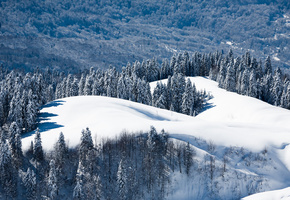лес, горы, холмы, ели, снег