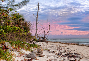 пальмы, песок, деревья, побережье, облака, Море, сухое