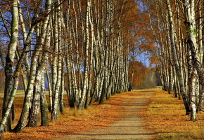берёзы, осень, Деревья