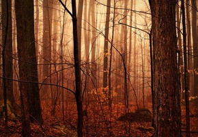 капли, влага, природа, Осенний лес, мгла, после дождя