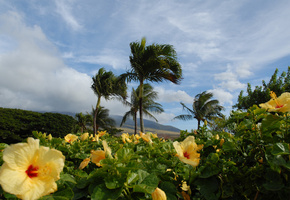 пальмы, юг, цветы, желтые, красиво