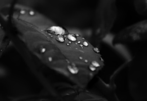 листок, капли, природа, черные
