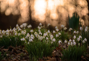 лес, цветы, подснежники, тень, весна