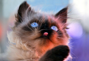 котёнок, сиамский, арт