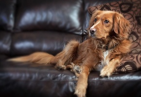 собака, животное, диван, лежит, внимание