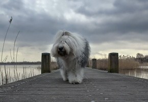 Животные, пророда, обои, река, собака, фон