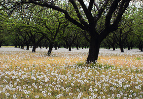 природа, зелень, цветы, сад, одуванчики, экология, деревья, щенок, фон, обои