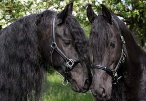 Животные, пророда, обои, лошади, лошадь, конь, фон, лето, настроение, любовь, дружба