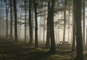 природа, деревья, пейзаж, обои, лес, фон, экология, поляна, туман, утро, скамейка, скамья, отдых, свежесть, прохлада, настроение, путешествие