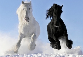 Животные, пророда, обои, лошади, лошадь, конь, фон, зима, снег, радость, настроение, любовь, дружба